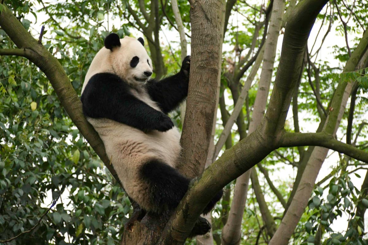 A giant panda resting in a tree at Chengdu Research Base of Giant Panda Breeding