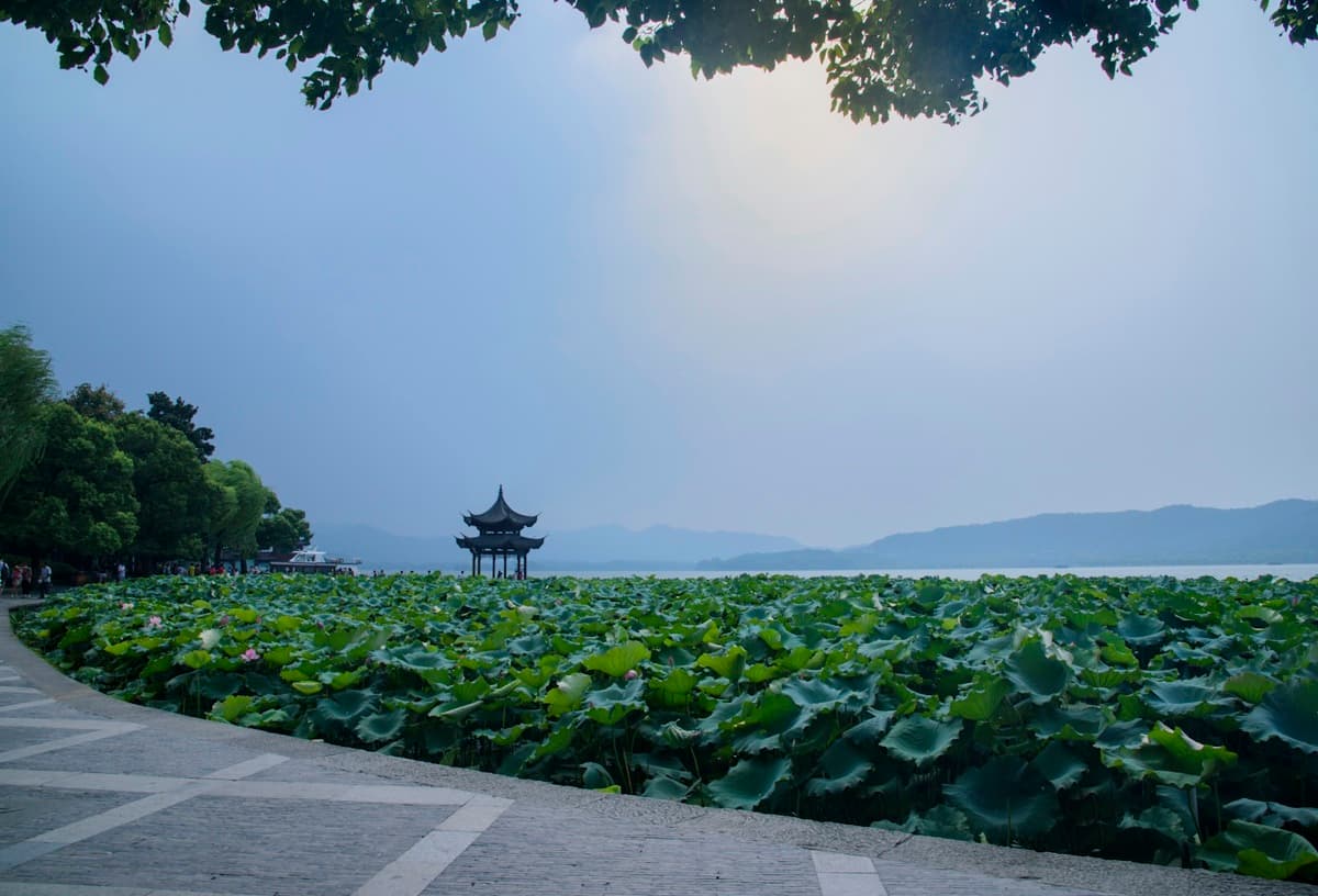 A pavilion beside lotus leaves on Hangzhou’s West Lake