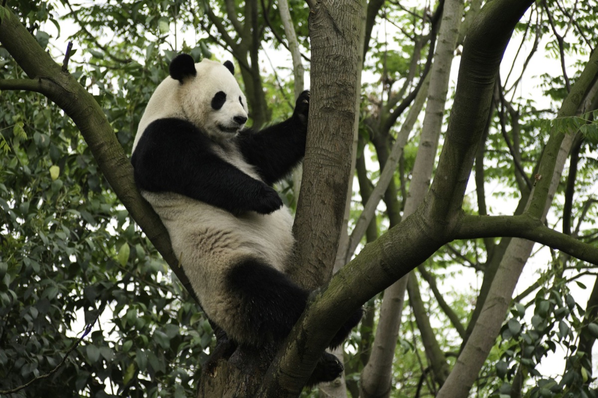 A giant panda resting in a tree at Chengdu Research Base of Giant Panda Breeding